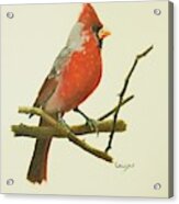 Cardinal Acrylic Print