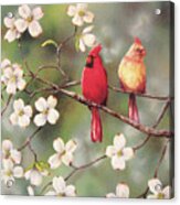 Cardinals Acrylic Print