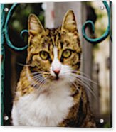 Cat On A Fence Acrylic Print