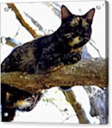 Cat - Out - On - A - Limb Acrylic Print