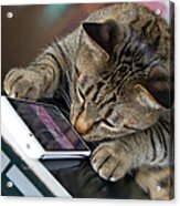 Cat Touch The Smartphone Acrylic Print