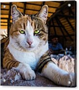 Cat With Beautiful Green Eyes Acrylic Print