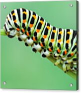 Caterpillar Acrylic Print