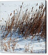 Cattails In Snow Acrylic Print