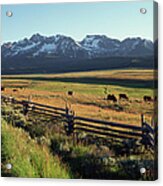 Cattle Graze Under The Sawtooth Mtns Acrylic Print