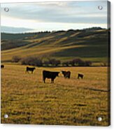 Cattle Grazing In Rural Wyoming Acrylic Print