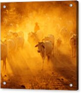 Cattle Herd Acrylic Print