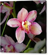 Cattleya Orchid Flower Acrylic Print