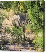 Cautious Coyote Acrylic Print