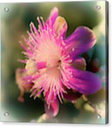 Chainfruit Cholla Flower Acrylic Print