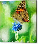 Chalky Painted Lady Butterfly Acrylic Print