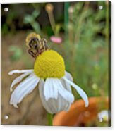 Chamomile Bloom Getting Worked Over Acrylic Print