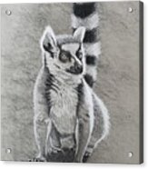 Charcoal Lemur Acrylic Print