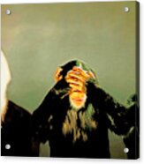 Charles Darwin The Three Wise Monkeys See No Evil 20180925 Acrylic Print