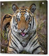 Cheeky Tiger Acrylic Print