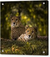 Cheetah Couple Acrylic Print