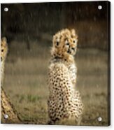 Cheetah Cubs And Rain 0168 Acrylic Print