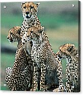 Cheetahs Acinonyx Jubatus., Masai Mara Acrylic Print