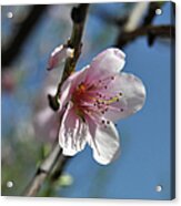 Cherry Blossom Acrylic Print
