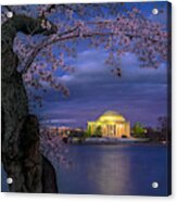 Cherry Blossoms Around The Jefferson Memorial Acrylic Print