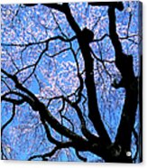 Cherry Blossoms Acrylic Print