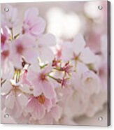Cherry Blossoms Acrylic Print