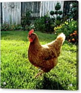 Chicken  In Garden Acrylic Print