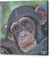 Chimpanzee Cub Acrylic Print