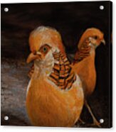 Chinese Golden Pheasant Acrylic Print