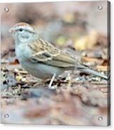Chipping Sparrow Acrylic Print