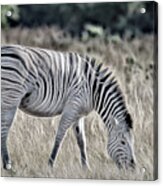 Chobe Zebra, Painterly Acrylic Print