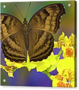 Chocolate Pansy Butterfly Resting On Acrylic Print