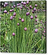 Chorley. Astley Hall. Walled Garden Chive Flowers. Acrylic Print