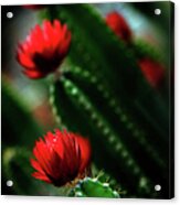 Christmas Cactus In Bloom Acrylic Print