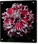 Chrysanthemum 'lilli Gallon' Acrylic Print