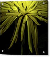 Chrysanthemum Spikes Acrylic Print