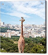 City Giraffe Acrylic Print