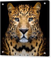 Close-up Leopard Portrait On Dark Acrylic Print