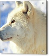 Close Up Of Arctic Wolf Acrylic Print