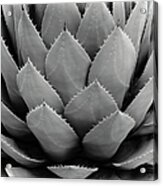 Close-up Of Cactus Acrylic Print