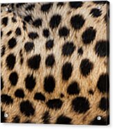 Close-up Of Cheetah Spots On The Acrylic Print