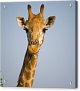 Close-up Of Giraffe, South Africa Safari Acrylic Print