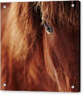 Close-up Of Horse Eye Acrylic Print