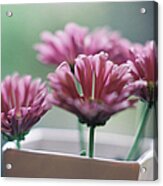 Close-up Of Pink Flowers In Vase Acrylic Print