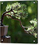Close-up Of Single Bonsai Tree By A Acrylic Print