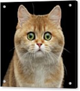 Close-up Portrait Of Golden British Cat With Green Eyes Acrylic Print