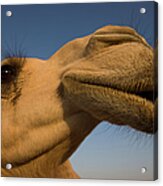 Close View Of Camels Head Acrylic Print