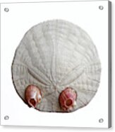 Closeup Eccentric Sand Dollar Dendraster Ecentricus Dalls Acorn Acrylic Print