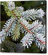 Closeup Frosty Frosted Green Winter Conifer Needles Branches Spruce Tree Dark Green Background Acrylic Print