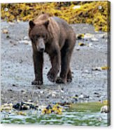 Coastal Brown Bear In Kukak Bay Alaska Acrylic Print